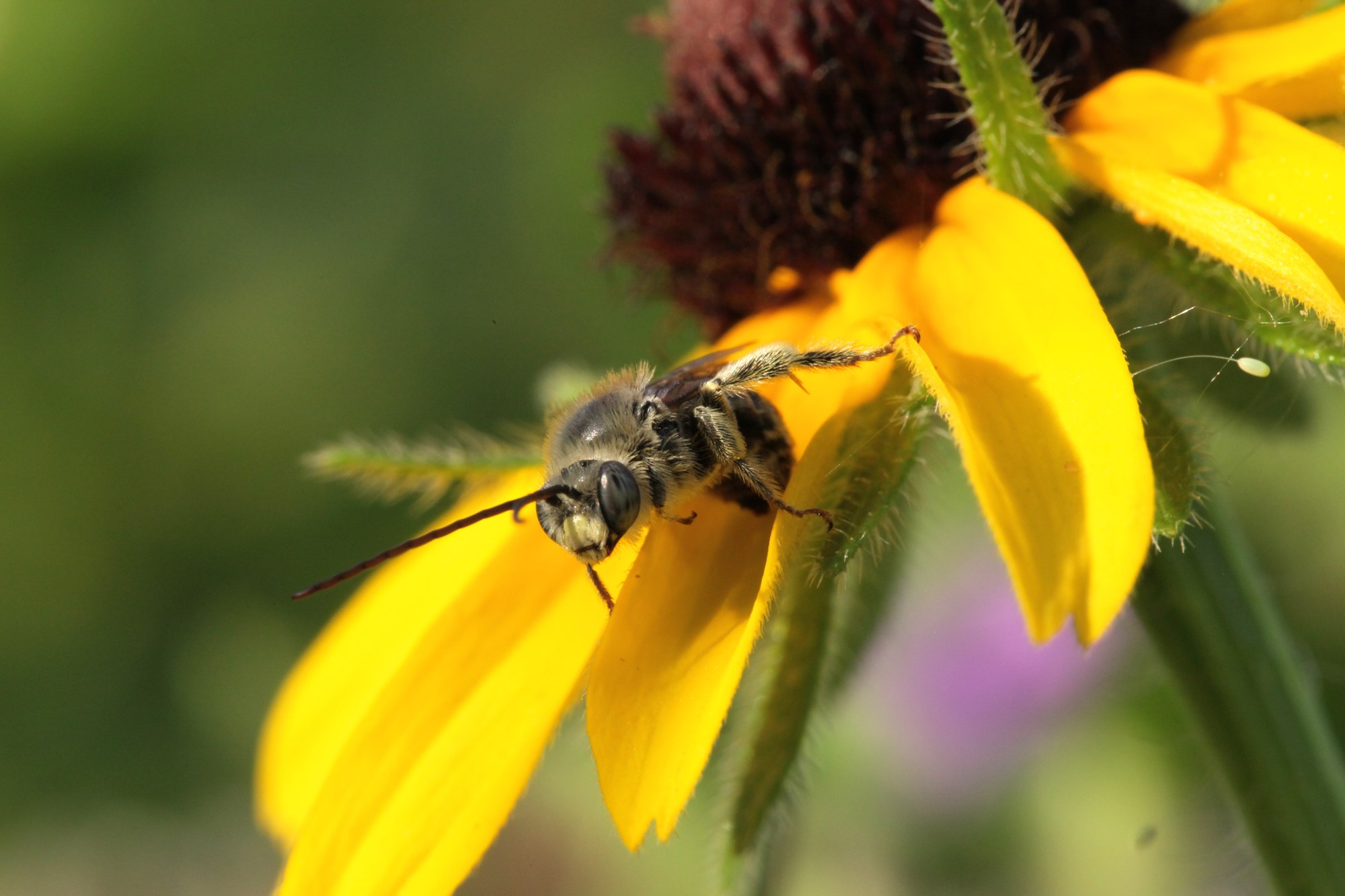 A bee foraging on a yellow coneflower