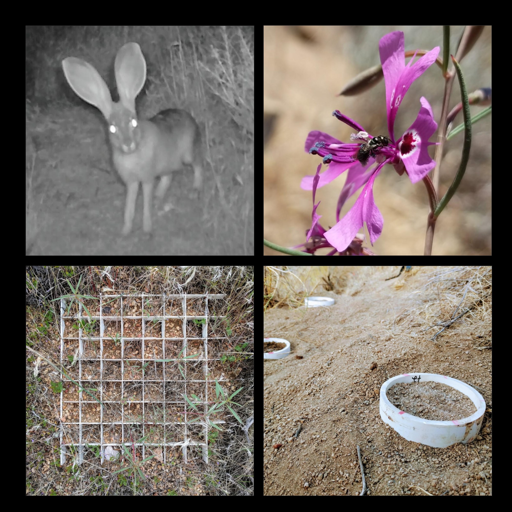 Four panels: a kangaroo rat at night, a bee on a Clarkia flower, a gridded field plot, and a seed dish