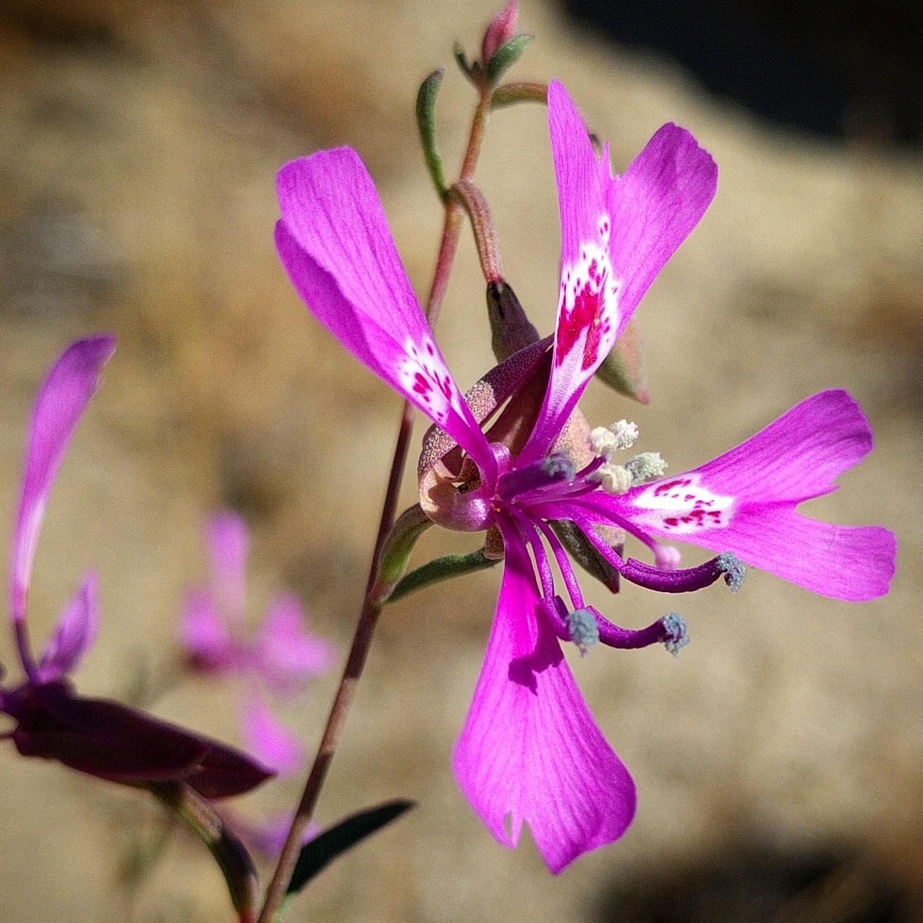 Clarkia xantiana flower