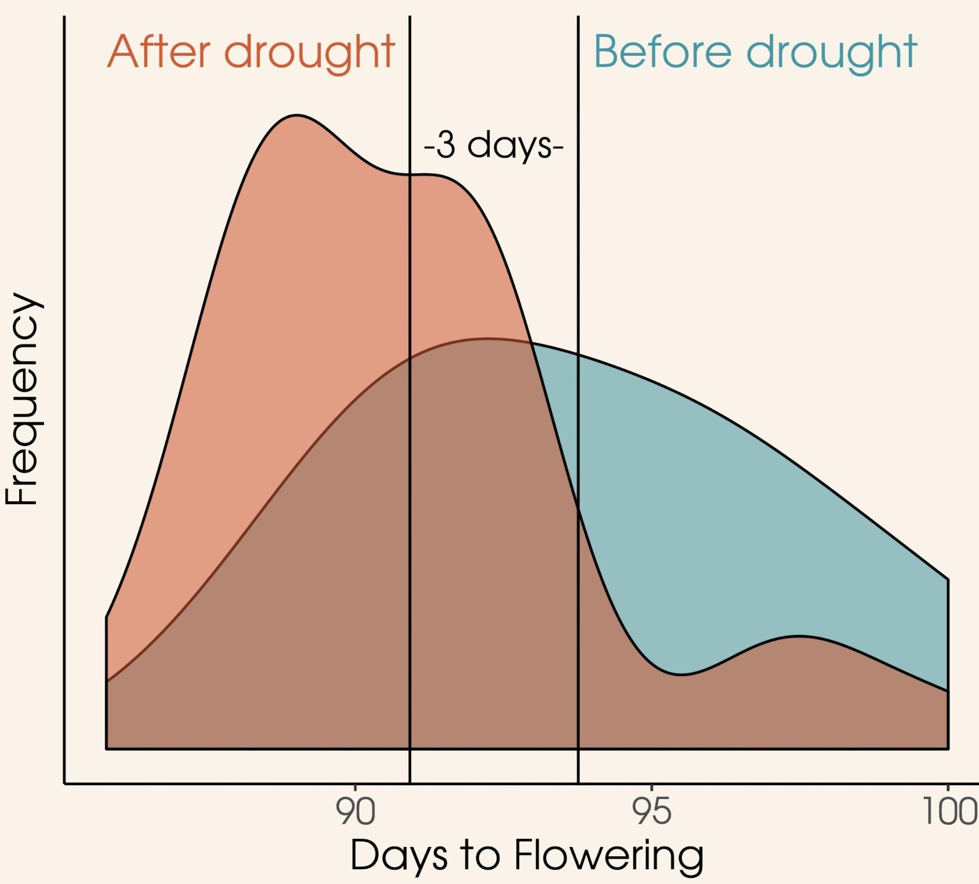 Distribution of days to flowering before and after a drought
