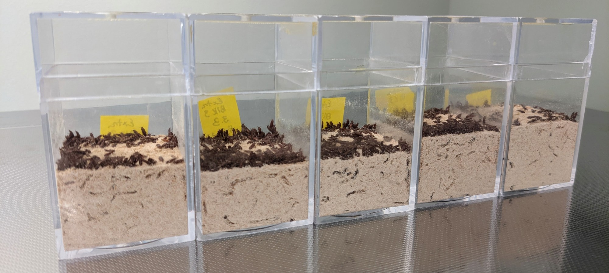 A row of clear plastic boxes of flour beetles, with beetle density declining from left to right