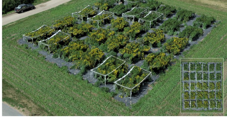 tansy-expansion-load.jpg
